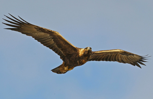 Golden eagle